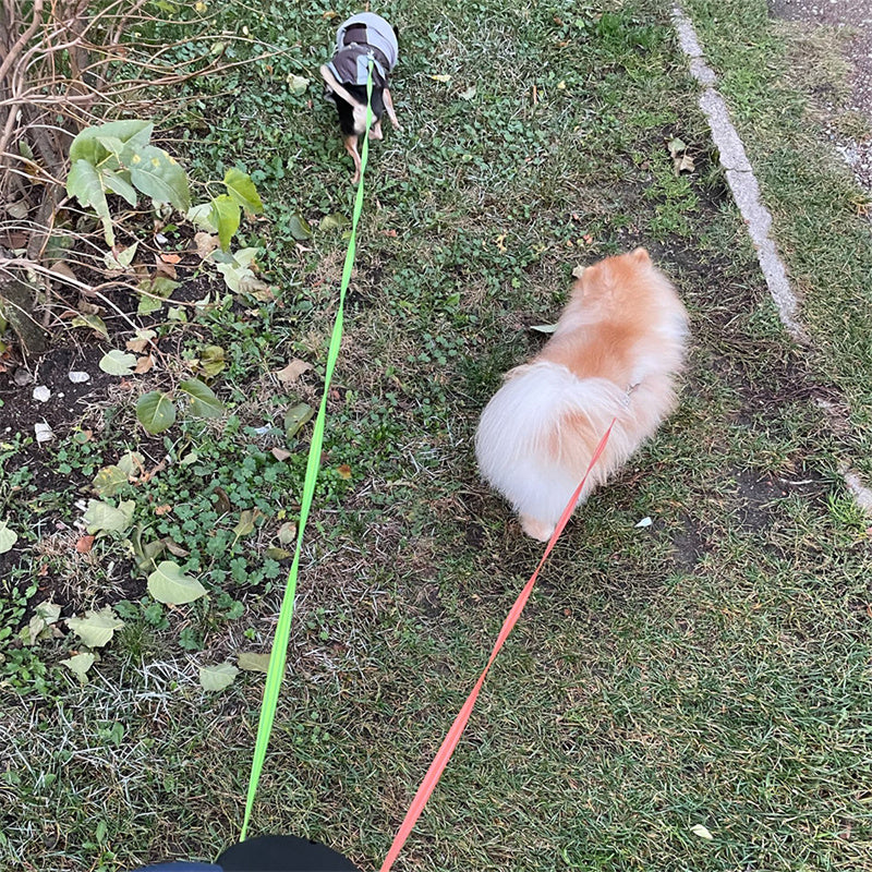 360° Tangle-Free Dual Dog Leash – Retractable & Swivel-Base for Hassle-Free Walks
